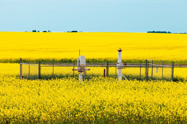 Oil and gas wellhead surrounded by a yellow canola field in a rural agricultural landscape.