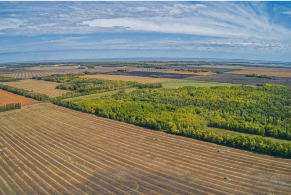 Aerial view of harvested agricultural fields interspersed with tree lines stretching to the horizon under a blue sky.